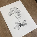 Botanical Print, Floral Print, Botanical Wall Art, Botanical Decor, Art Print, Vintage Wall Art, Modern Decor, Black and White Print