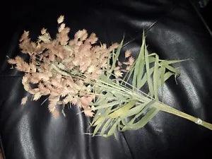 20 Stems of Northern Sea Oats (Chasmanthium Latifolium),Air Dried,No added dye.