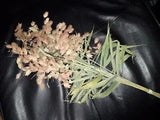 20 Stems of Northern Sea Oats (Chasmanthium Latifolium),Air Dried,No added dye.