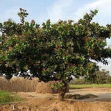 Cashew Nut Tree - Anacardium Orridentale - Rare 'Fruit' Seeds - Cashew Apple Tree, Mara???n Tree, Anacardier Tree, Kaju Tree, Cashew Nut Bush