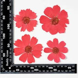 12PCS Real Pressed Dry dyed red Garden Cosmos flower for art, craft FSS59 #12
