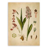 Military Orchid Plant Print, Medicinal Plants Botanical Illustration,  Vintage Style Reproduction, MOBO 186