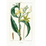 1831 Antique Vanilla planifolia Flowers Print Spice Plant Natural History Botanical Botany Wall Art framing Home decor