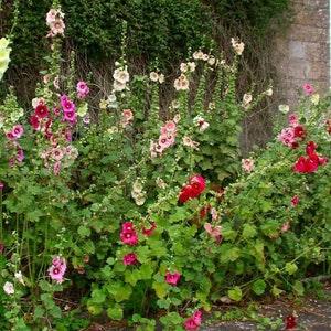 Country Mix ORGANIC HOLLYHOCK SEEDS 200+ seeds Heirloom  Fresh from summer of 2023 - Makes beautiful large cut flowers -Canada Seeds