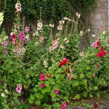 Country Mix ORGANIC HOLLYHOCK SEEDS 200+ seeds Heirloom  Fresh from summer of 2023 - Makes beautiful large cut flowers -Canada Seeds