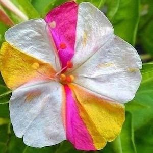 20 Rainbow Mirabilis Jalapa Flower Seeds - Four O'Clock - Marvel of Peru - Perennial Shrubs Flower Plant