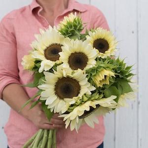 20 Pro Cut White Nite Sunflower Seeds / Helianthus annuus / Cottage / Wildflowers  / Cut Flower / English Garden / Wedding / Bouquet Flowers