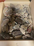 150 Pieces Magnolia Seed Pods