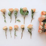 Dried tiny roses 5pcs, Dried beige orange roses, Small dried peach color rose flowers for crafts