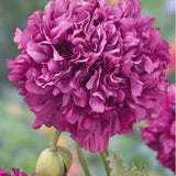 Poppy Seeds  Purple Peony Poppy 300+ Seeds Annual Flower Seeds