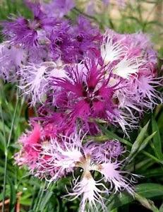 30+ Superbus Carnation Dianthus / Perennial Flower Seeds Mix