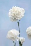 The best perpetual carnations to grow in your garden Flower Delivery