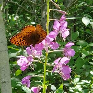 Fireweed - Chamaenerion angustifolium - Canadian Native Wildflower Seeds