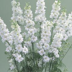 LARKSPUR SEEDS | CANNES WHITE | Delphinium consolida | Hardy Annual Flowers Flower Delivery