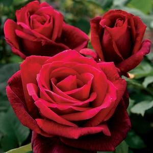 50 Double Red Rose Seeds Flower Bush Perennial Shrub Flowers Seed