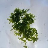 Subwasertang aquarium plant FREESHIP
