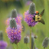 10 Purple Prairie Clover seeds - great for attracting bees