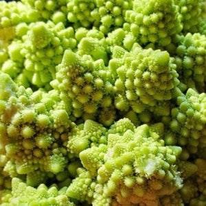 50+ Organic Natalino Broccoli Seeds- NON GMO-Open Pollinated seed--A117-Heirloom Variety