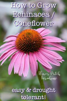 How to Grow Echinacea - Coneflower Flower Delivery