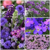 Heavenly Blue Splendor Flower Garden Mix Seeds - Annual Self Seeding Blues and Purple Wildflowers / Attracts Pollinators 75 or 200 Seed Pack