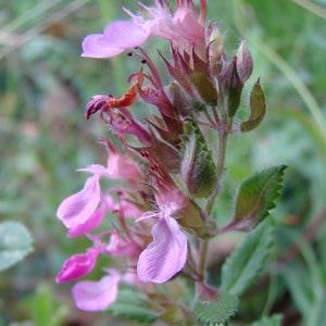 Germander Flower Seeds - Grow Beautiful Flowers Indoors, Outdoors, In Pots, Grow Beds, Soil, Hydroponics & Aquaponics