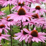 50+ Seeds Purple Coneflowers Echinacea