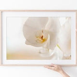 White Orchid flower art print, Fine art photography print, Canvas art flower print, Large flower poster, Ready to hang macro flower print
