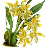 Antique Botanical Print Orchid No.8 Bathroom Wall Art Decor Wall Hanging Housewarming gift Yellow floral print  8x10 Giclee Art Print