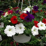 100 Seeds-Petunia Hybrid  Mixed Color Flower Seeds-pv050-PETUNIA X HYBRIDA