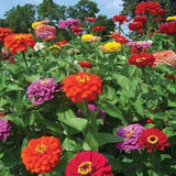 Dahlia Flowered Mix Zinnia Flower Seeds - Open-Pollinated - Zinnia elegans - Annual Flower - 50 Seeds