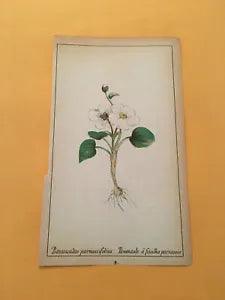 KS) 1878 Botanique Pratique Ranunculus Parnassifolius Flower Colored Print