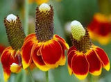 Mexican Hat Seeds, Heirloom Daisy Seeds, Non-Gmo Perennial Wildflower Seed 100ct