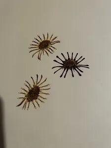Pressed Dried Flowers All Natural Not Dyed Or Coloured Daisy Pinwheel
