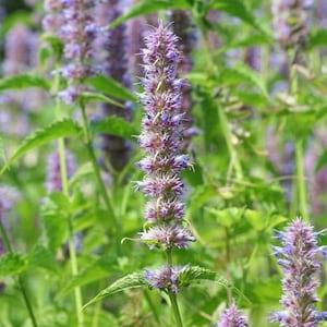 Anise Hyssop, Licorice Mint, Agastache (100 Seeds) Perennial Flower Seeds - Non-GMO, Open-Pollinated & Heirloom Canada Flower Seeds