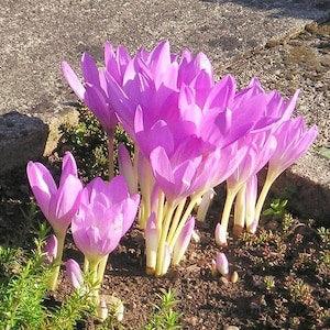 PINK FALL CROCUS! Colchicum Autumnale Hardy Perennial Wildflower 3 Seeds