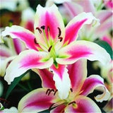 20 SEEDS for Pink/White LILY RARE flower Bloom exotic garden plant USA Seller