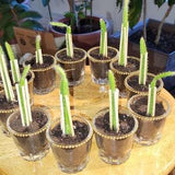 2X Red Rooted Dragon Fruit Plant In nice Glass Pot