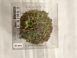 IKEA Dried Rose Ball Flowers 4" Across Sealed RFL-2035