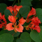 Bauhinia galpinii 10 SEEDS Pride of the Cape Orchid Tree Fresh Seeds