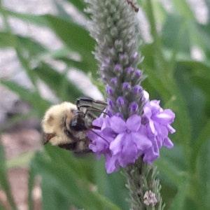 Hoary Vervain seeds