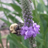 Hoary Vervain seeds