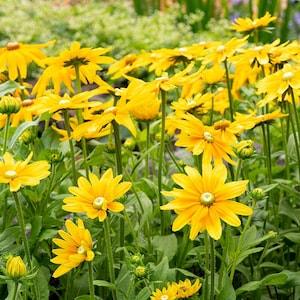 25 Black Eyed Susan Prairie Sun Seeds / Rudbeckia Hirta / Bouquet Flowers / Cut Flower / Wildflowers / English Garden / Cottage Flower