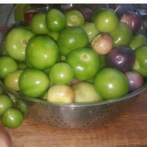 Purple and Green Tomatillo Seed Mix