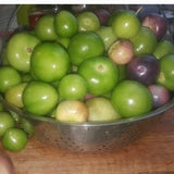 Purple and Green Tomatillo Seed Mix