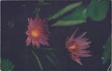 MR ALE Close up on Water Lilies UNP B2361