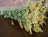 Dried Flowers Goldenrod Solidago hanging Bunch, Bouquet  crafting floral prim