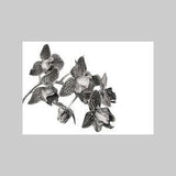 Orchid, Exotic Plant, A6, Landscape Format, All Occassion, Blank, Greeting Card, Realistic, Black and White, Pencil Drawing, Nature, Flora
