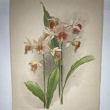 1800's Original Reichenbachia RARE Orchid Lithograph (Dendrobium wardianum) Tab 90