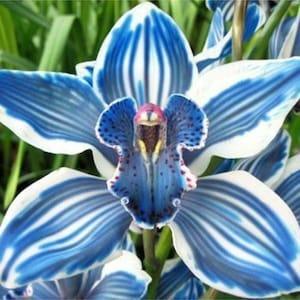 Orchid Seeds Cymb?d?um orchid (15 per pack)