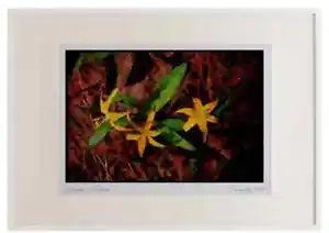 Wild Flowers Plants 013114 Yellow Lilies Watercolour Picture Frame